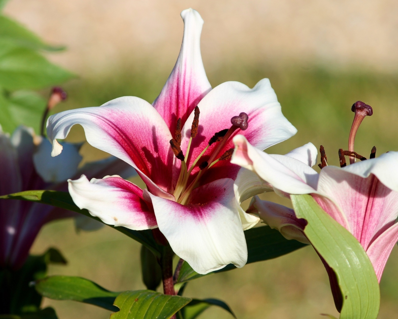 Розовые лилии в саду в лучах солнца