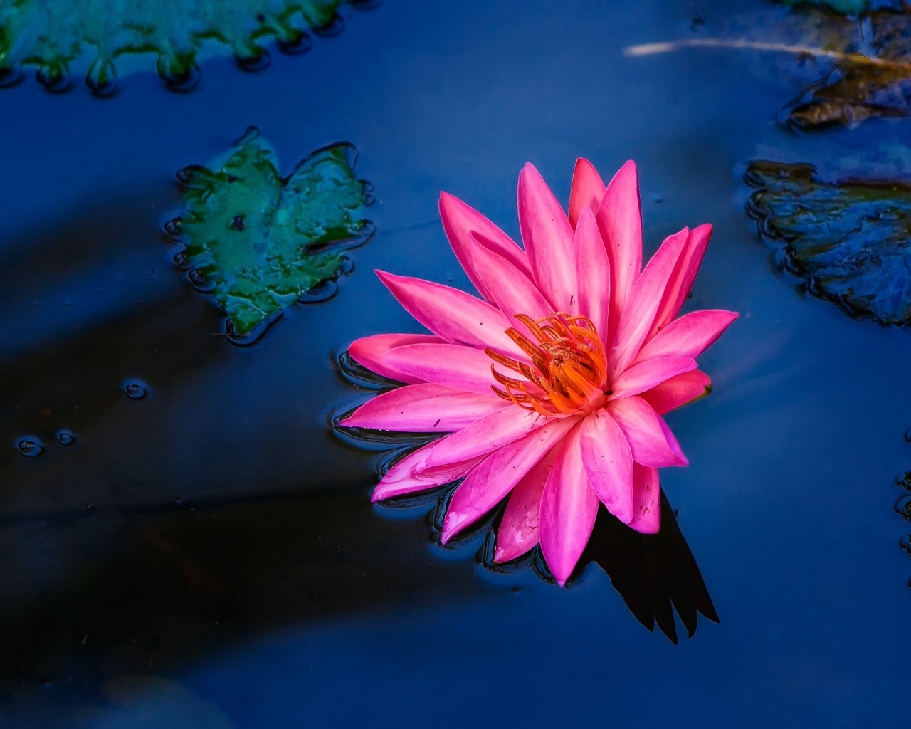 Розовый цветок лилии в воде 