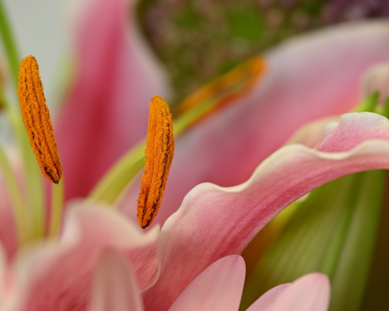 Розовая лилия с крупными  тычинками