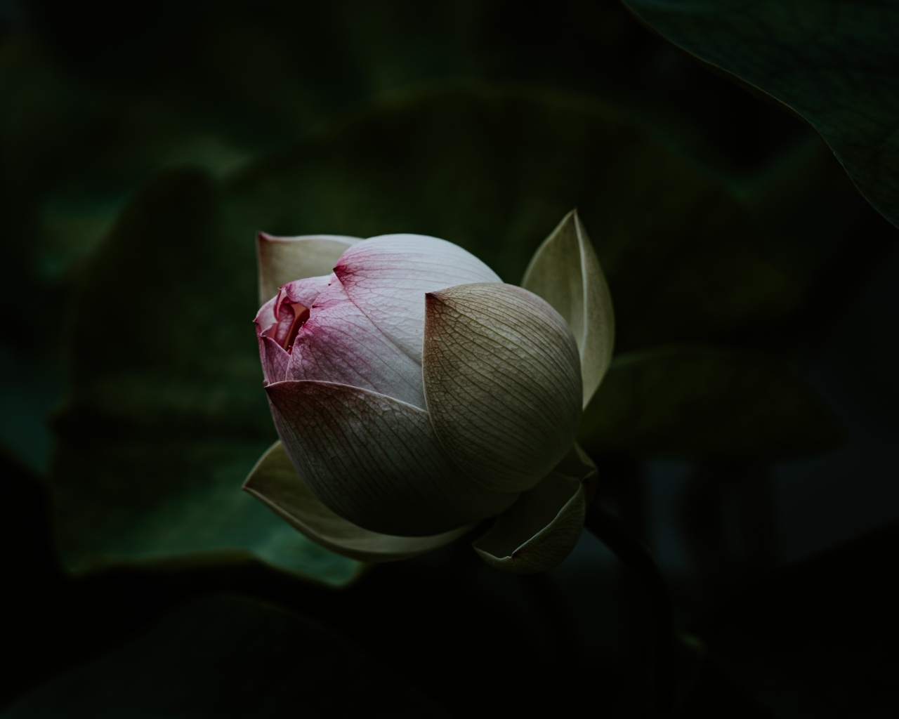 Бутон розового цветка лотоса крупным планом