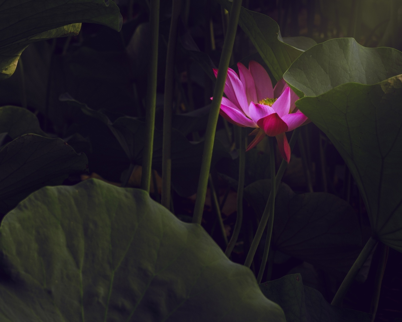 Розовый цветок лотоса спрятан в листьях