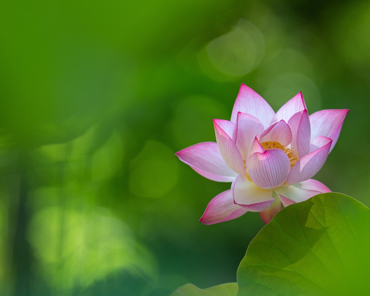 Розовый цветок лотоса на зеленом фоне