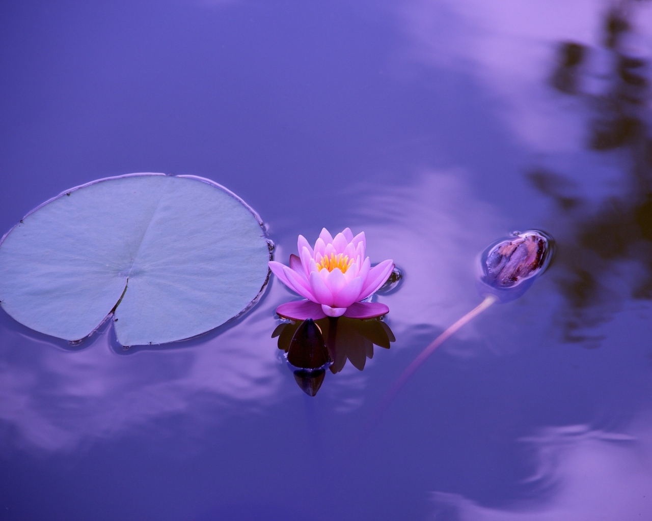 Розовый цветок лотоса с большим зеленым листом