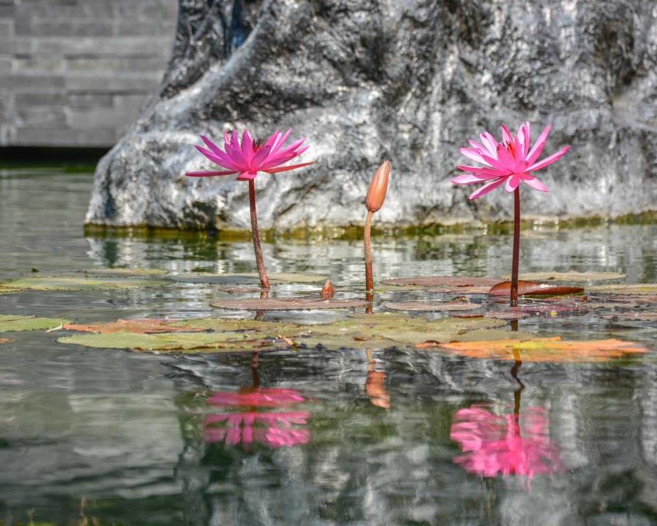 Розовые цветы лотоса отражаются в воде