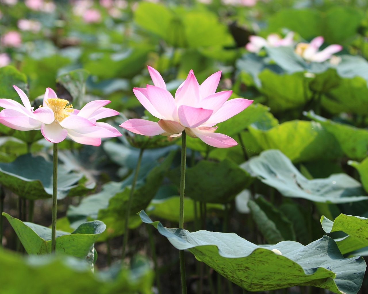 Розовые цветы лотоса с большими зелеными листьями в пруду