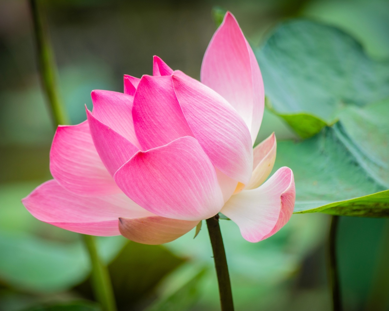 Розовый лотос с зелеными листьями