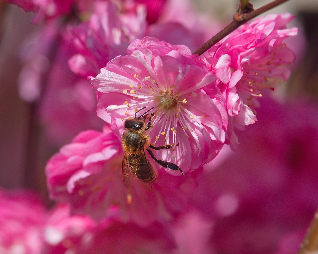 Розовый цветок луизеания с пчелой