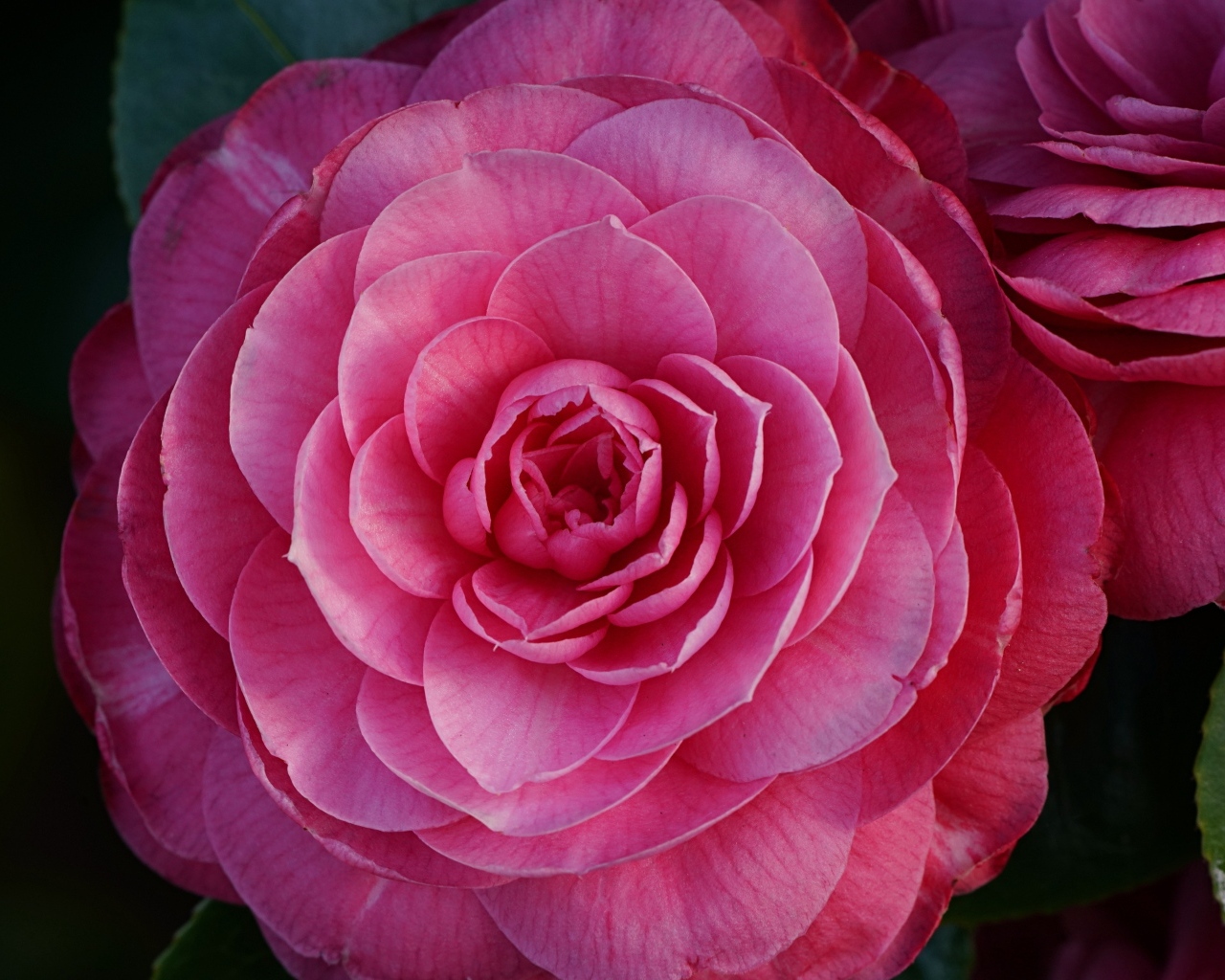 Розовый пышный цветок камелия