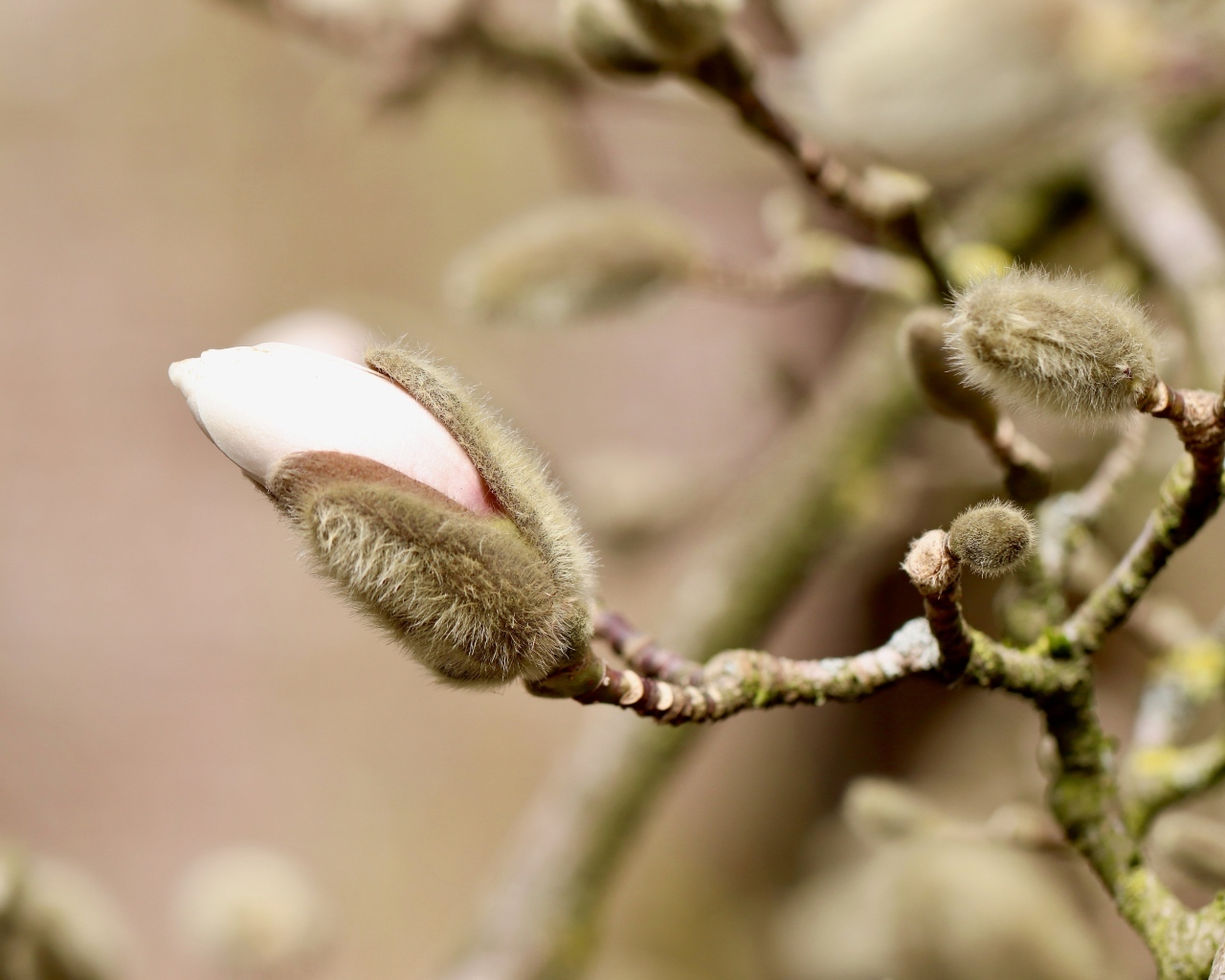 Розовый цветок магнолии распускается на ветке