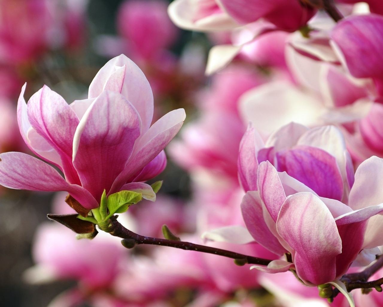 Розовые цветы  магнолии на ветке