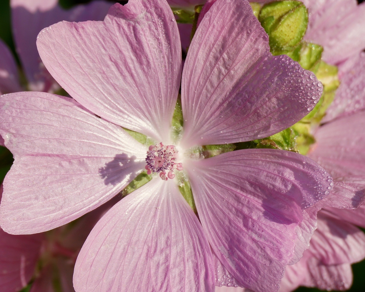 Розовый цветок мальва крупным планом