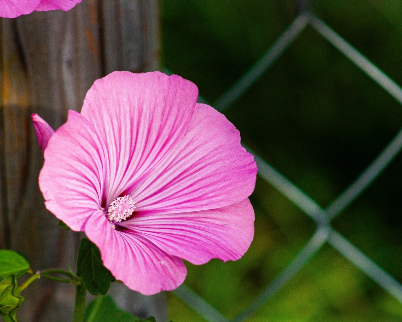 Розовая мальва растет у забора