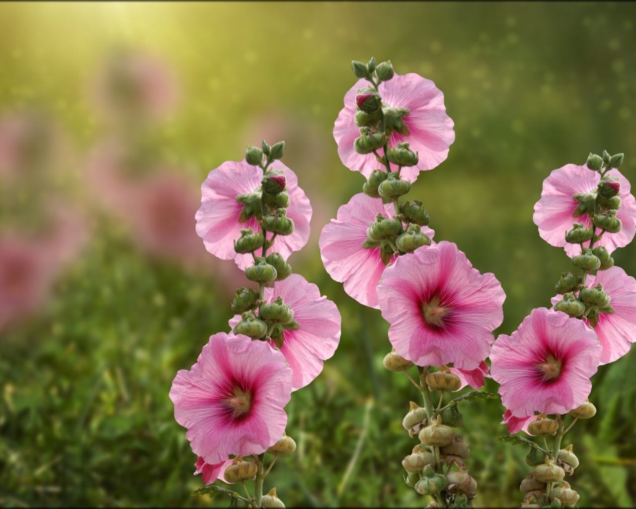 Розовые мальвы в лучах летнего солнца