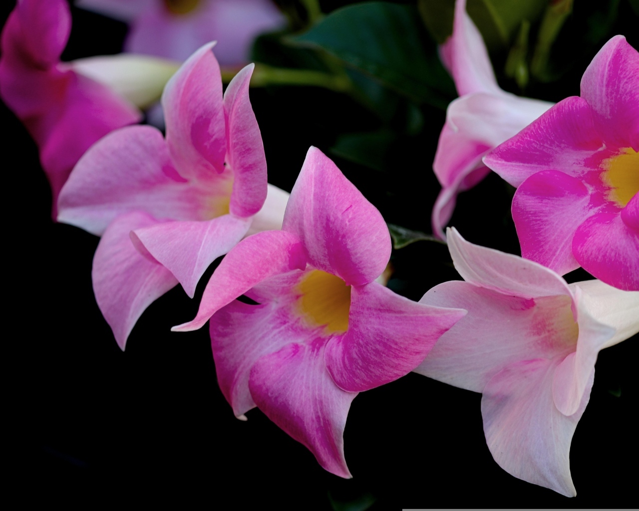 Розовые цветы мандевилла на черном фоне