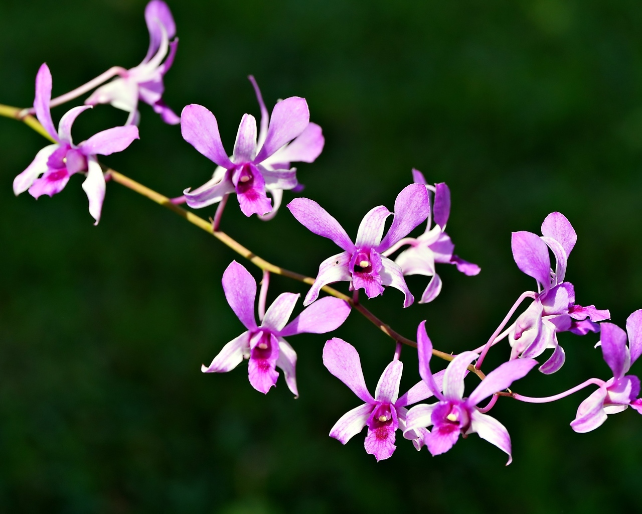 Розовые цветы орхидеи на ветке крупным планом