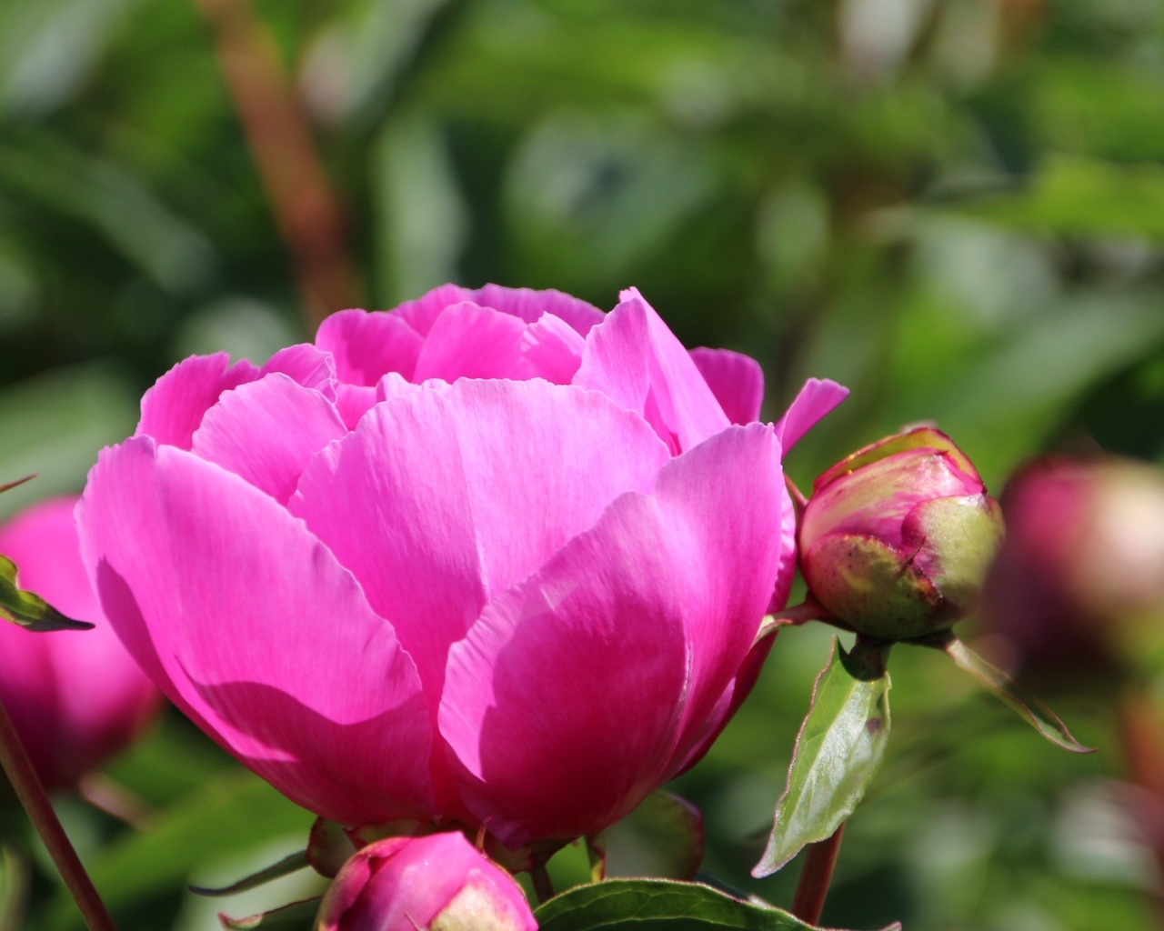 Розовые пионы с бутонами на клумбе