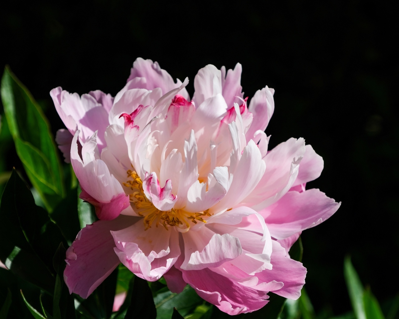 Розовый пион в лучах солнца на черном фоне