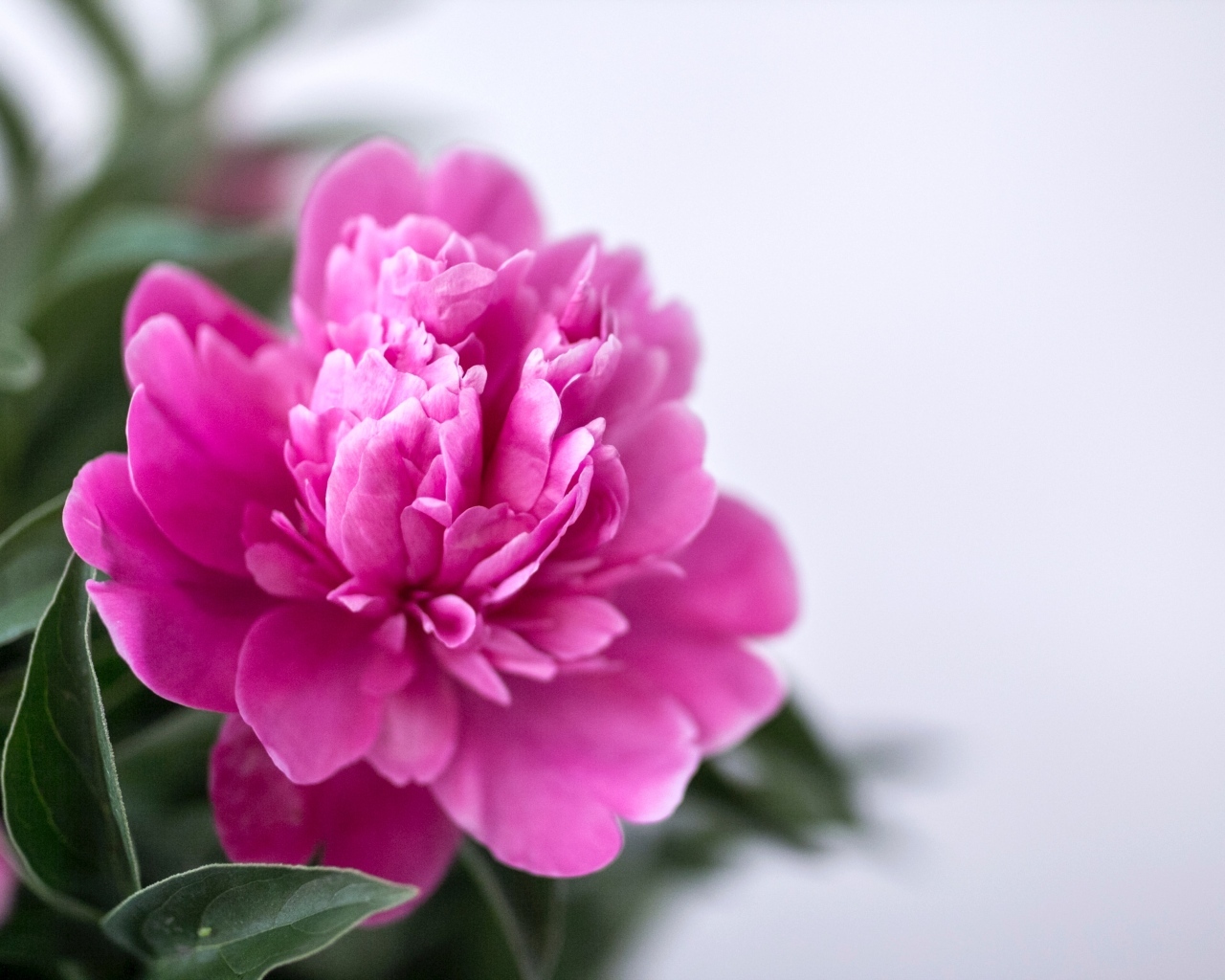 Розовый пион с зелеными листьями крупным планом