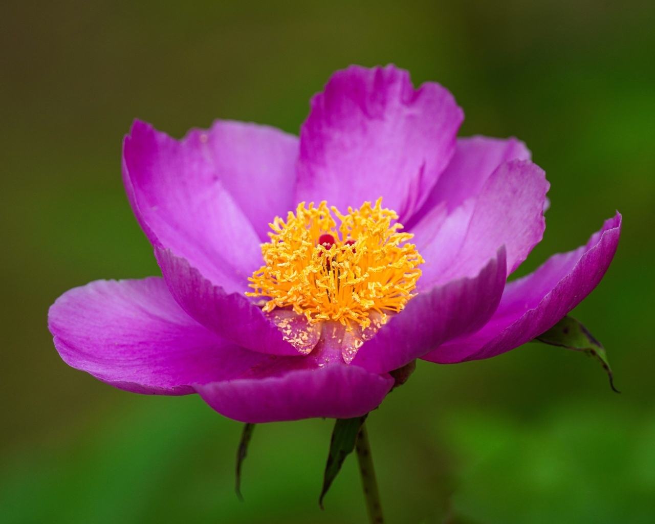 Розовый пион с желтой серединкой 