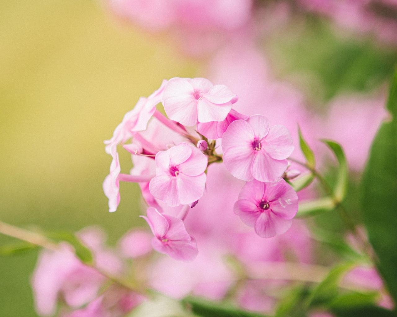 Розовые цветы флокса крупным планом