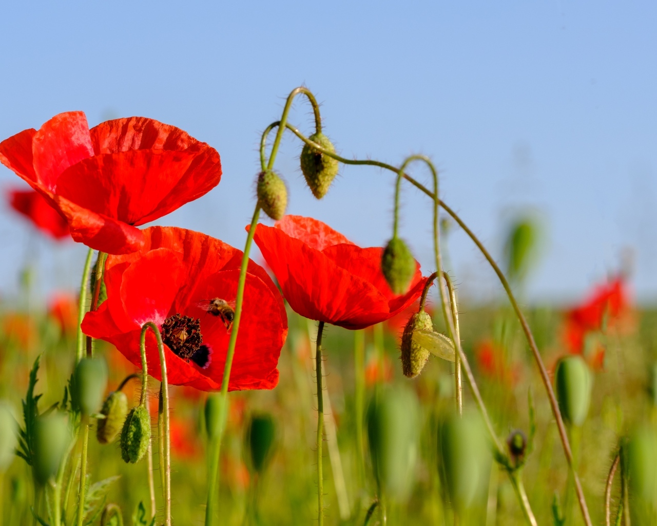 Розовые маки в поле под голубым небом