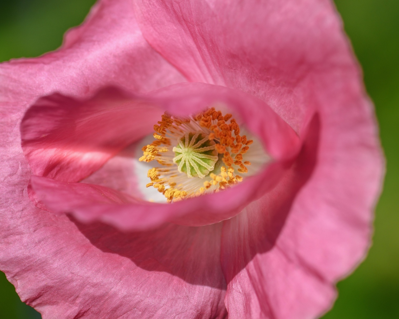 Розовый мак на зеленом фоне крупным планом