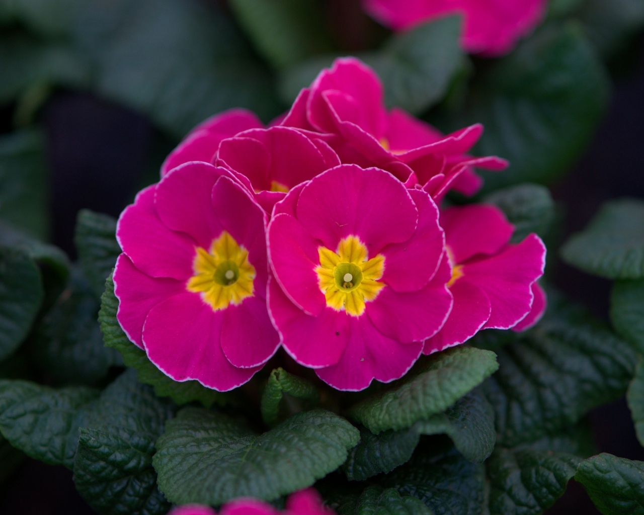 Розовый цветок примулы в горшке