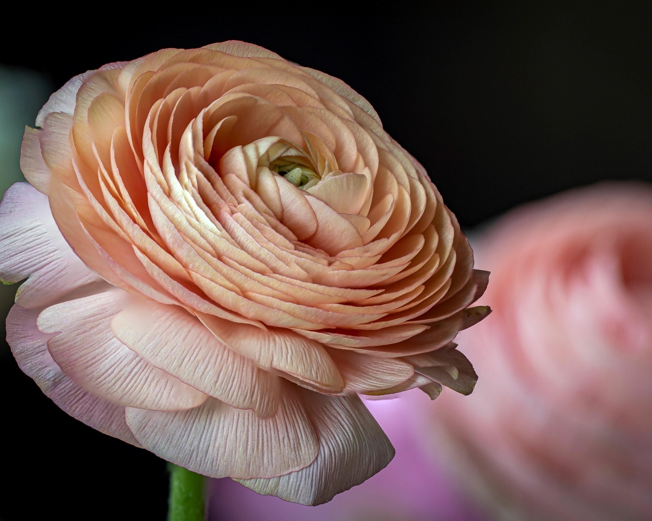 Цветок розового лютика крупным планом