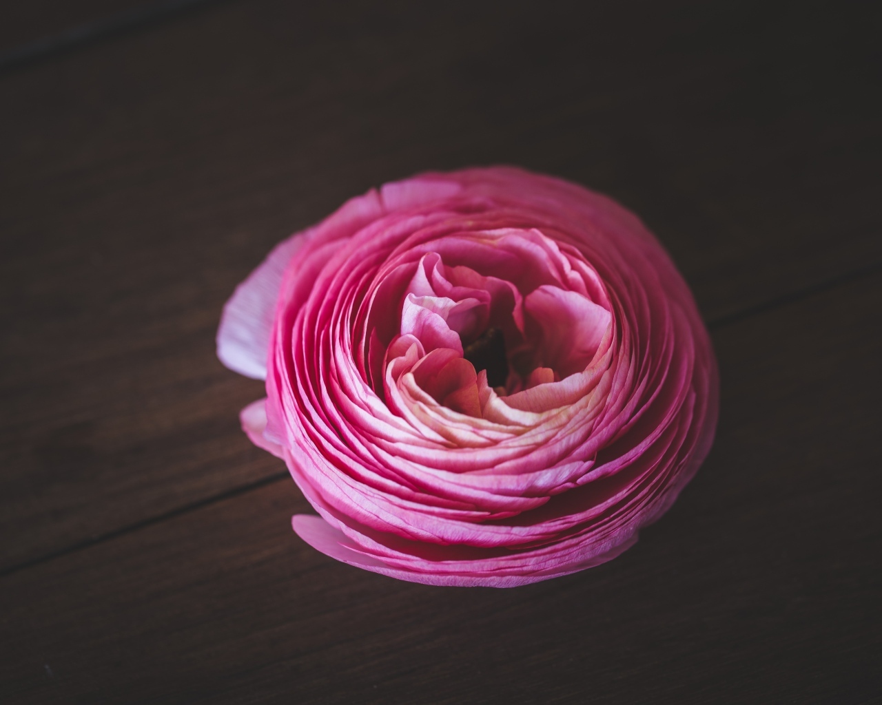 Розовый цветок лютика на деревянном столе