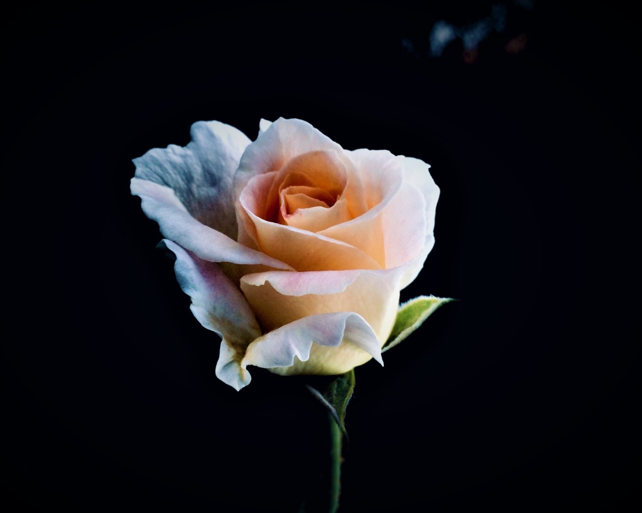 Розовая роза крупным планом на черном фоне