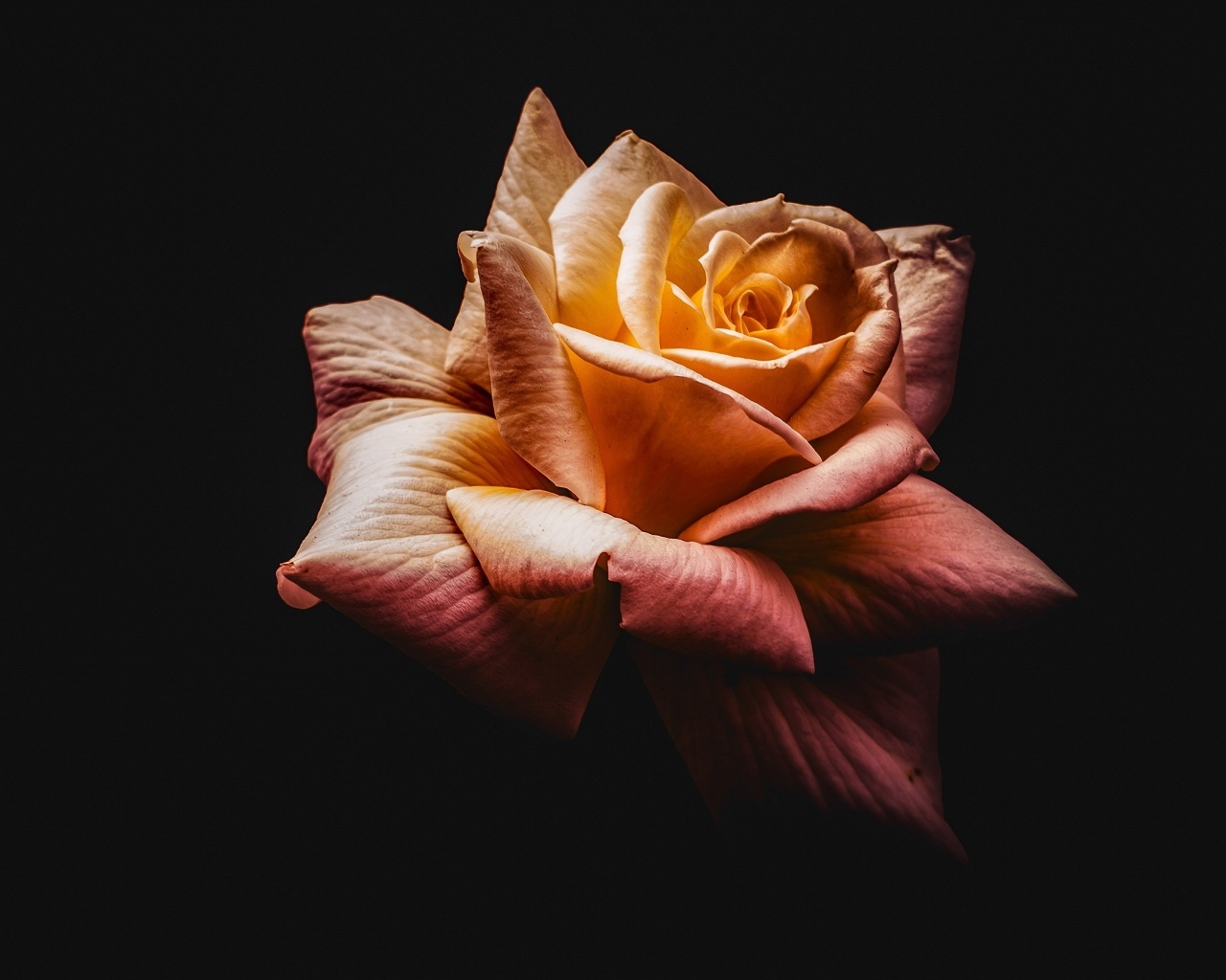 Розовый цветок розы на черном фоне