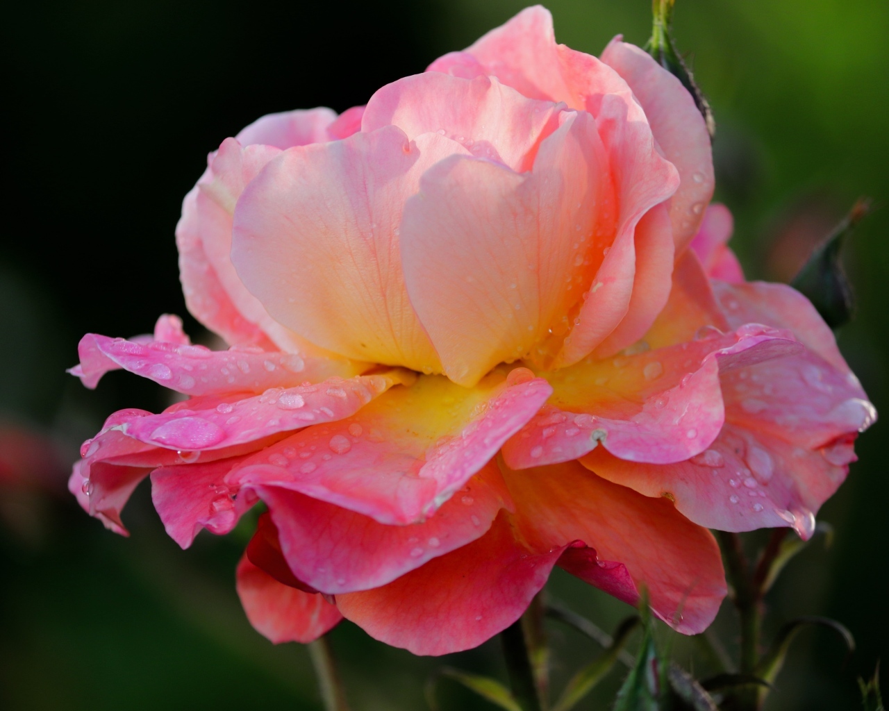 Розовый цветок розы с каплями росы на лепестках