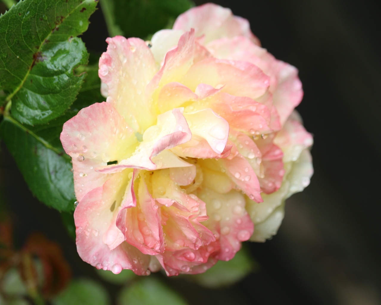 Розовая роза в каплях росы на клумбе