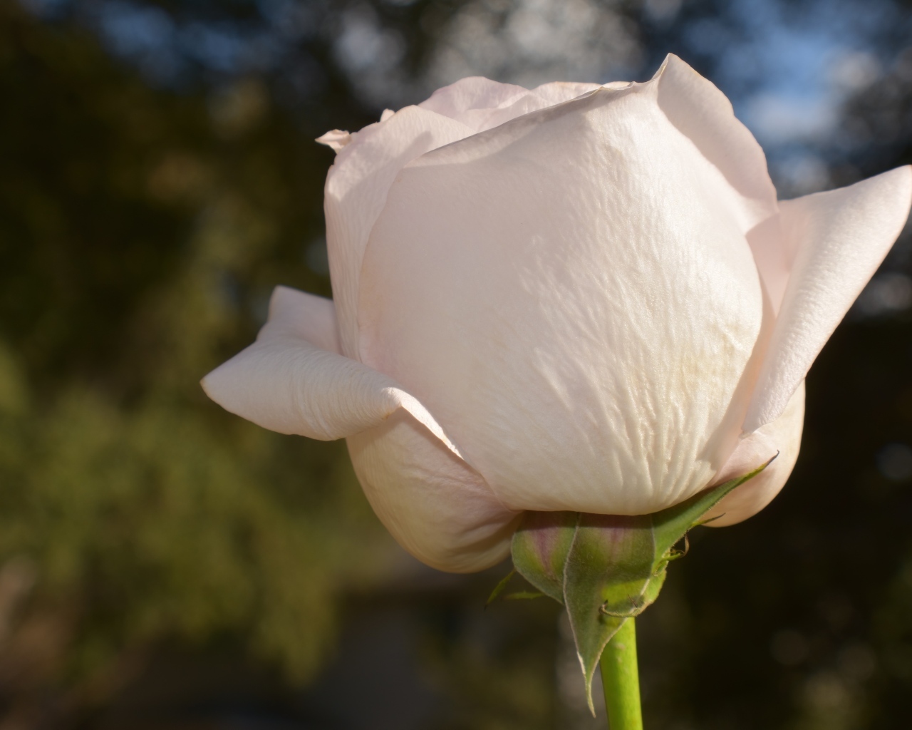 Розовая роза в лучах солнца крупным планом