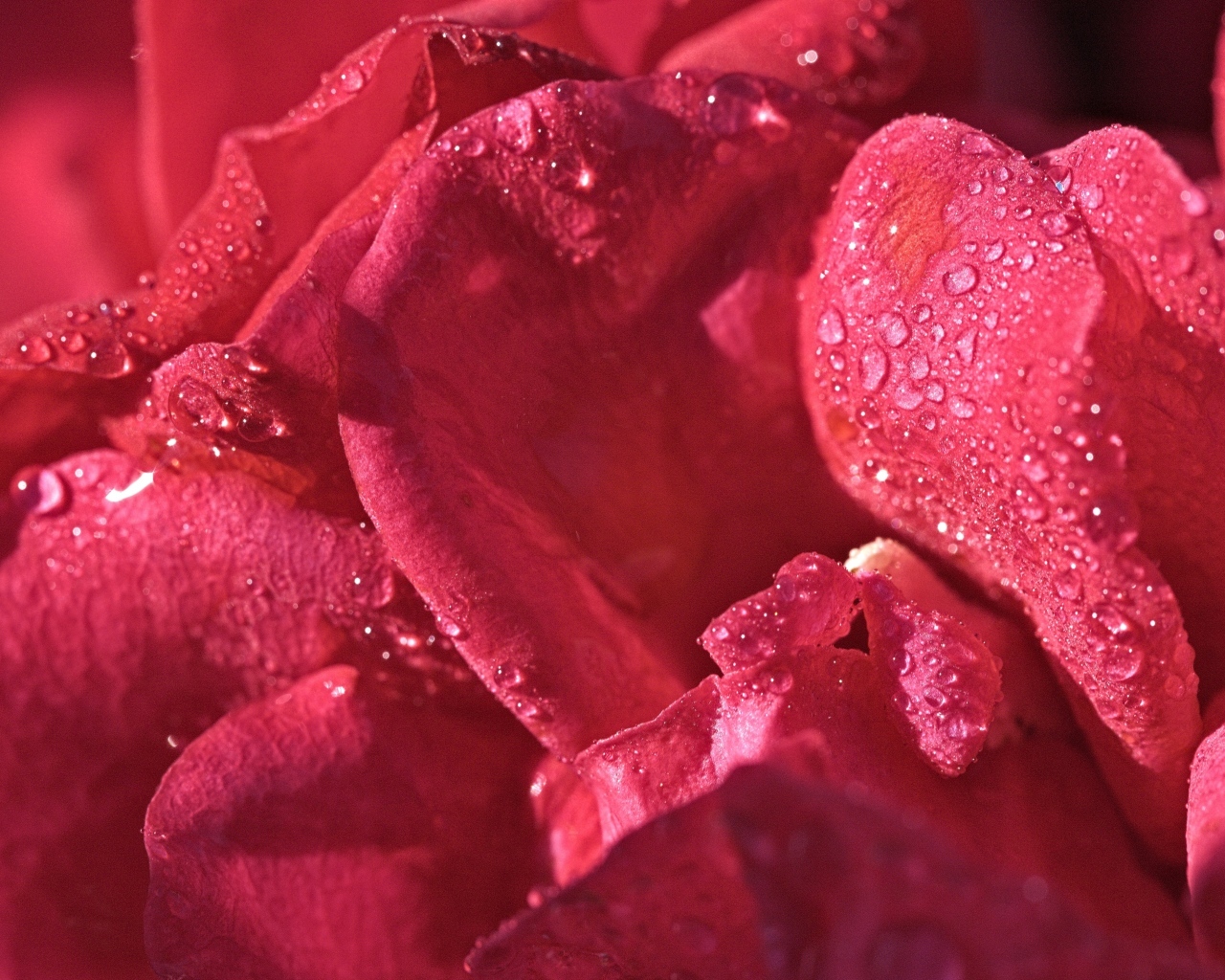 Розовые лепестки розы в каплях росы