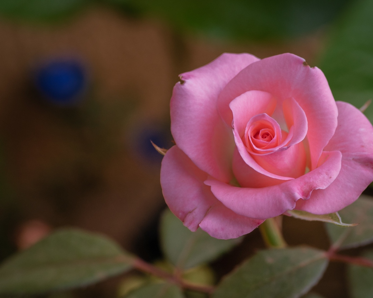 Розовая роза с нежными лепестками