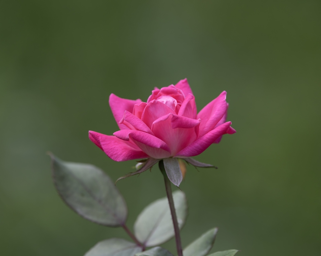 Розовая роза с зелеными листьями крупным планом