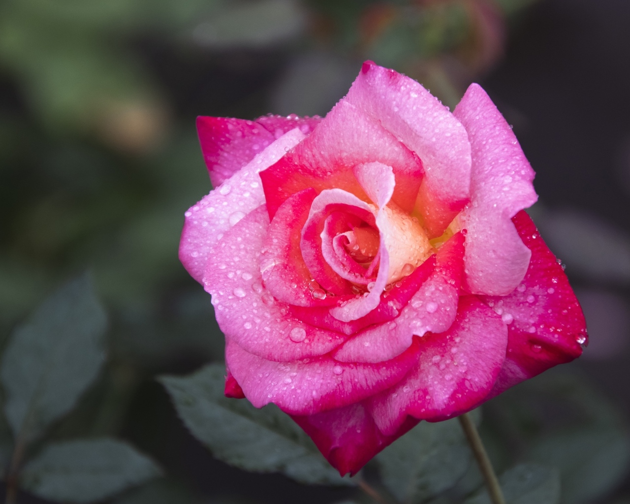 Розовая роза с крупным цветком в каплях росы