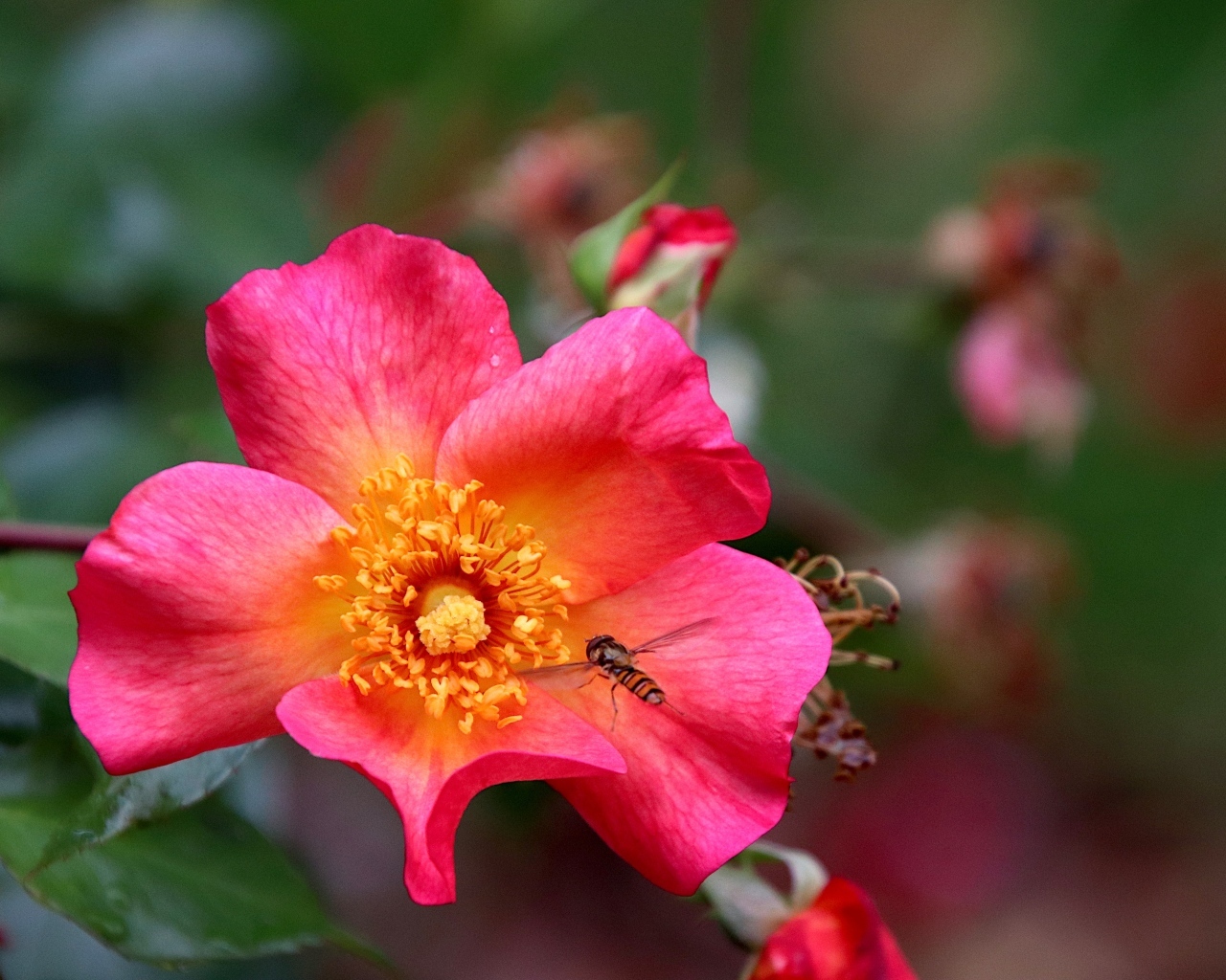 Розовый цветок шиповника с пчелой