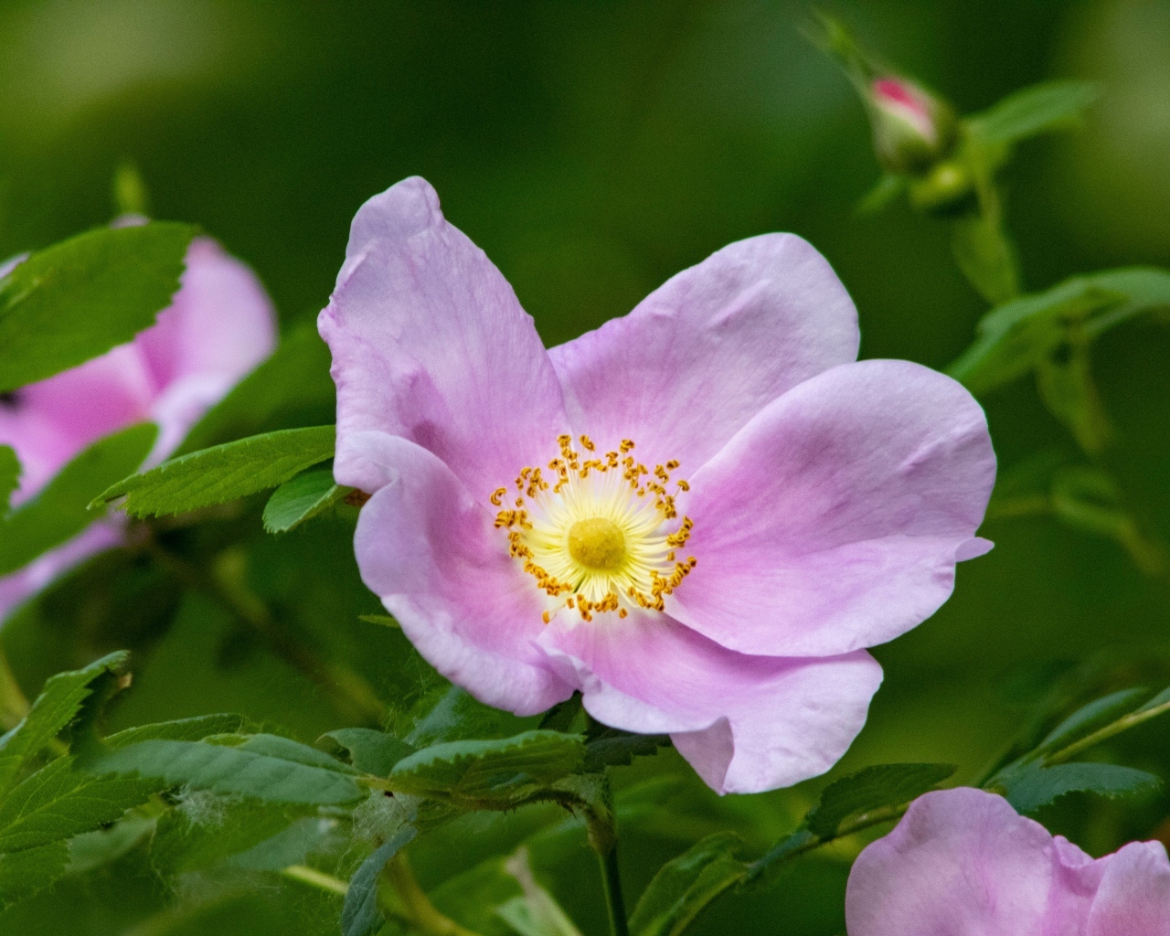 Розовые цветы шиповника крупным планом