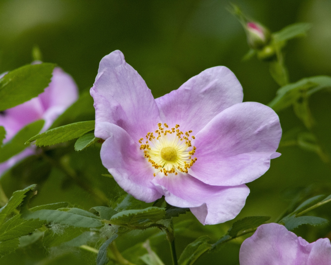Розовые цветы шиповника с зелеными листьями