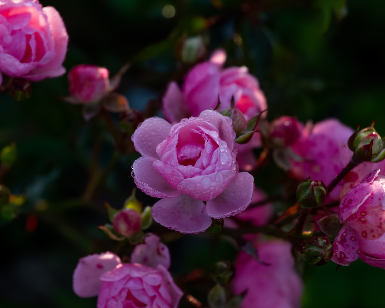 Розовые розы с бутонами в каплях росы