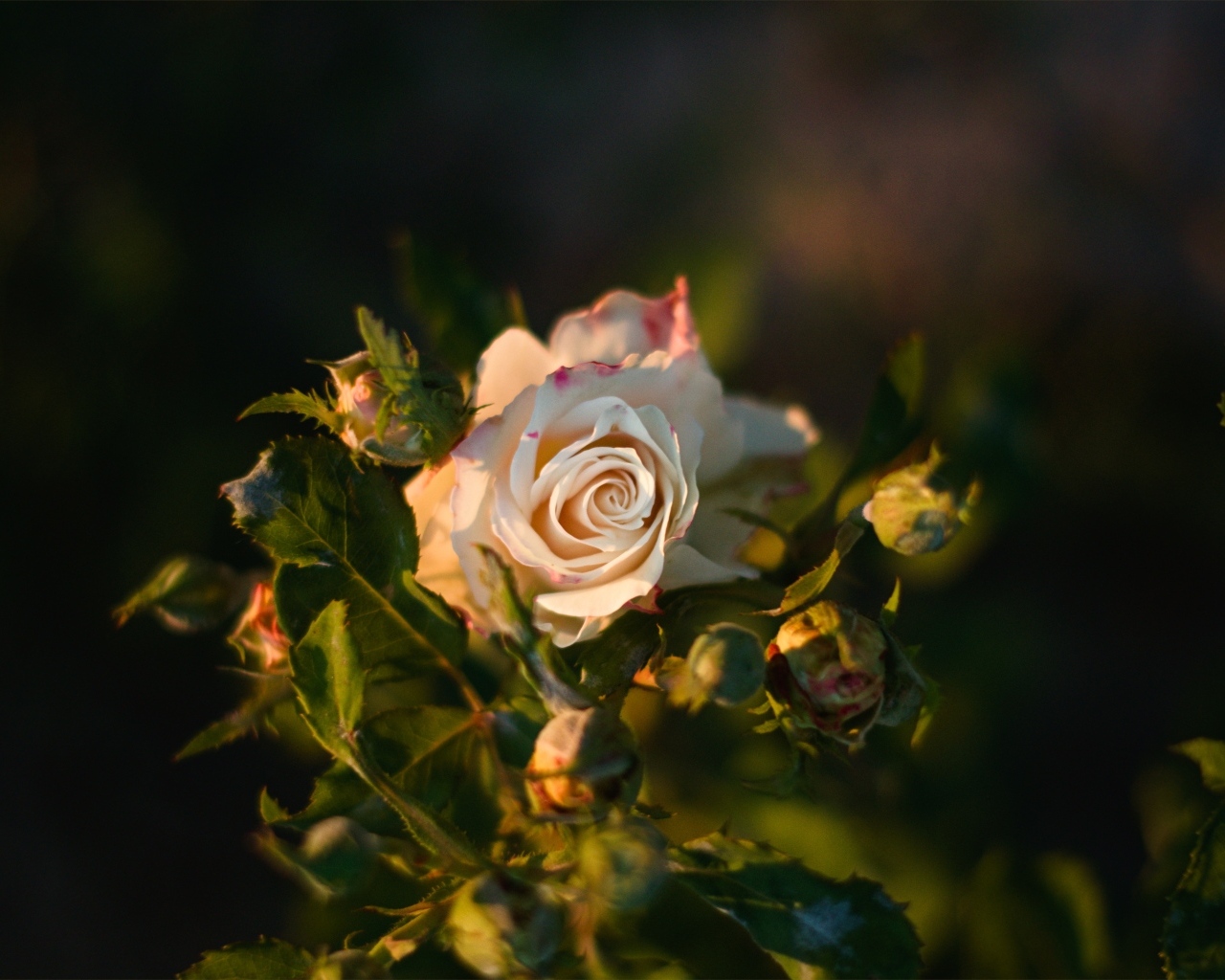 Розовые розы с бутонами в лучах солнца