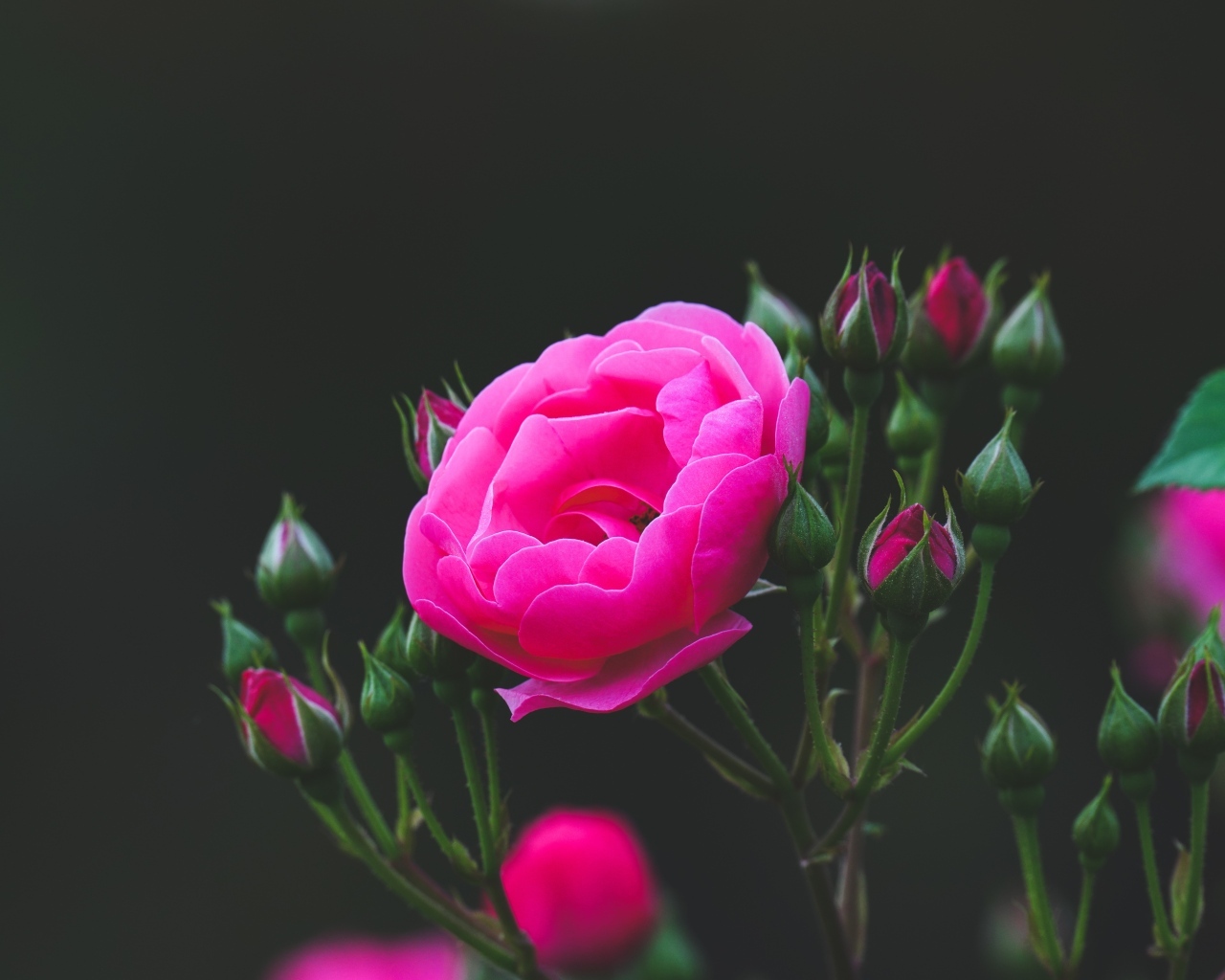 Розовые розы с нераспустившимися бутонами