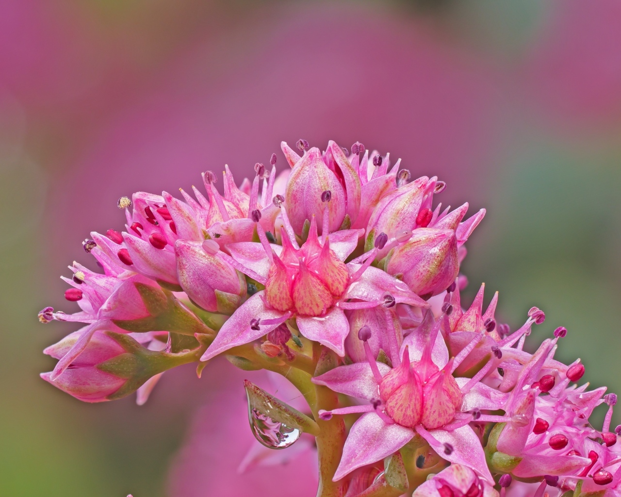 Розовый цветок очиток крупным планом