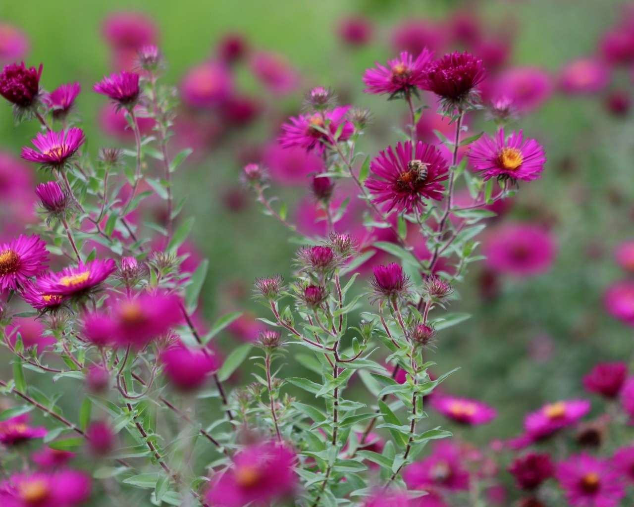 Розовые цветы сентябринка в саду
