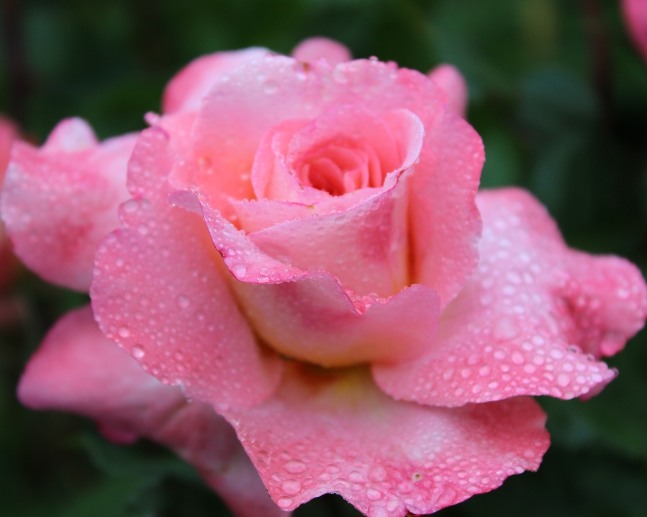 Розовая чайная роза в каплях дождя