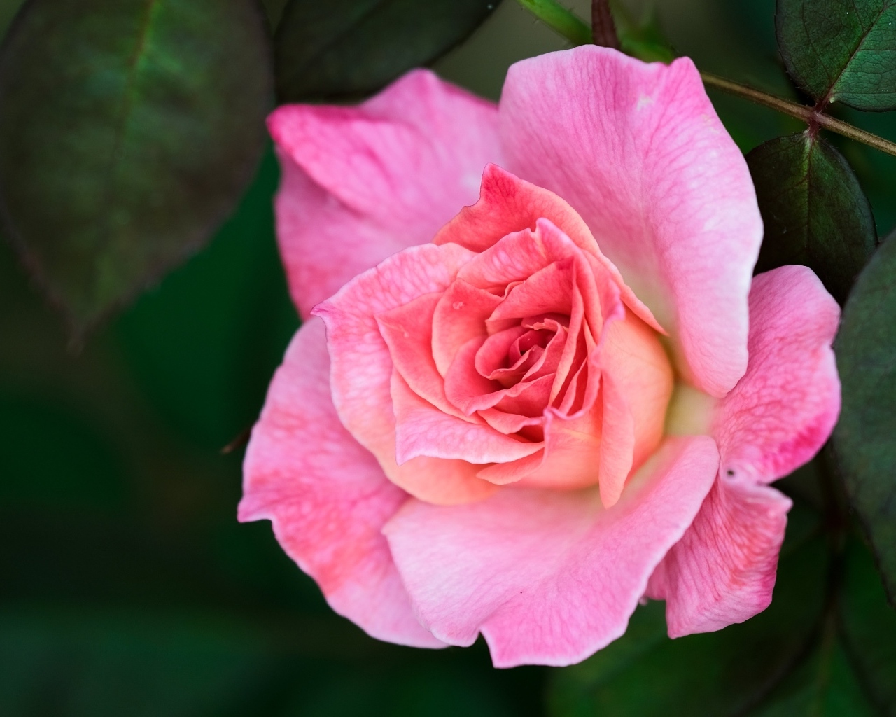 Розовая чайная роза с зелеными листьями