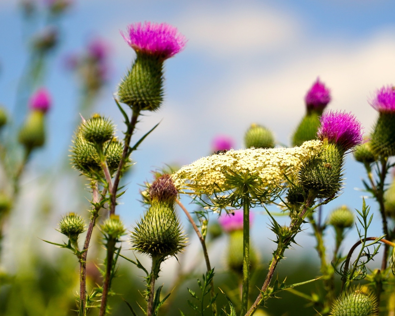 Розовые цветы расторопши на поле