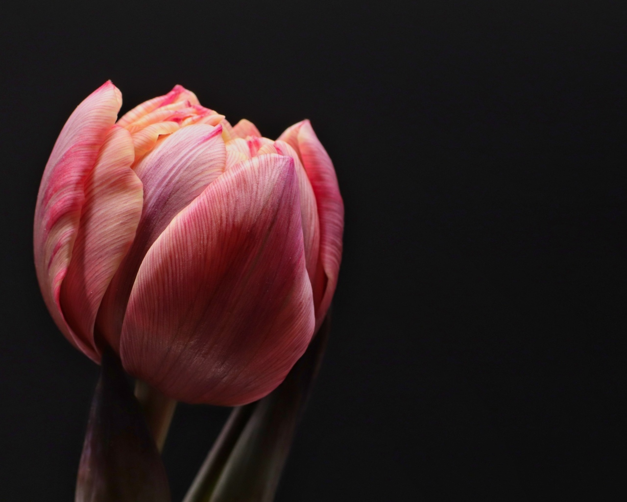 Розовый тюльпан распускается на черном фоне